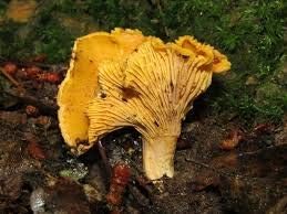 Mushroom Vegetable Seeds for Planting – Orange and Yellow Mix 100 pcs